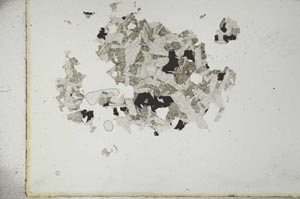 Plane Polarized, S16646