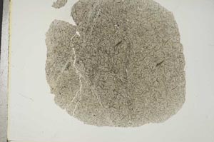Plane Polarized, S16649