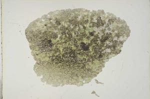 Plane Polarized, S16654