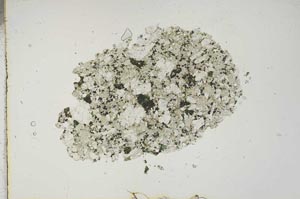 Plane Polarized, S16655