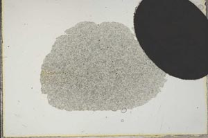 Plane Polarized, S16656