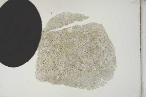 Plane Polarized, S16664