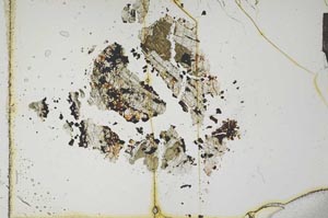 Plane Polarized, S16674