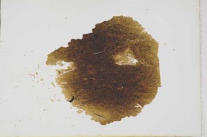 Plane Polarized, S16679