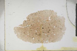 Plane Polarized, S16689