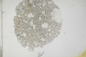 Plane Polarized, S16691