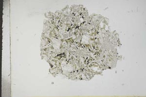 Plane Polarized, S16698