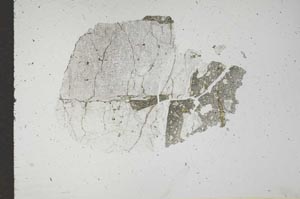 Plane Polarized, S16703