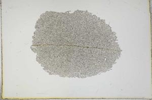 Plane Polarized, S16704
