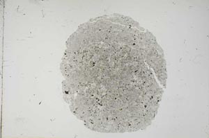 Plane Polarized, S16707