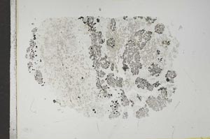 Plane Polarized, S16712