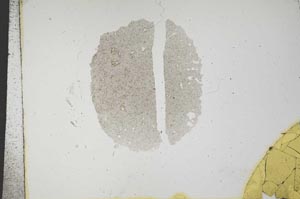 Plane Polarized, S16732