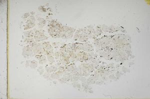 Plane Polarized, S16754