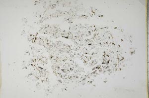 Plane Polarized, S16764