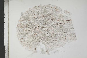 Plane Polarized, S16772