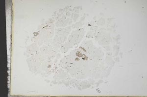 Plane Polarized, S16773