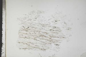 Plane Polarized, S16774