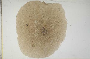 Plane Polarized, S16794
