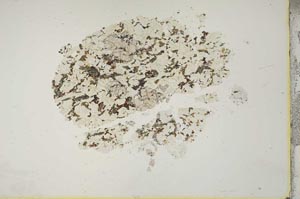 Plane Polarized, S16813