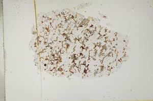 Plane Polarized, S16816