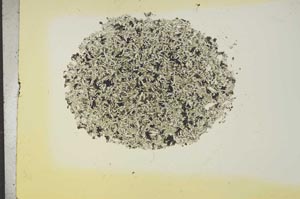 Plane Polarized, S16821