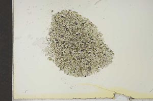 Plane Polarized, S16824