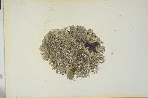 Plane Polarized, S16827
