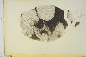 Plane Polarized, S16832