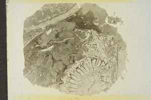 Plane Polarized, S16833