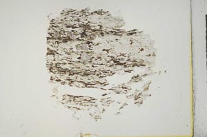 Plane Polarized, S16837