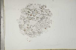 Plane Polarized, S16840