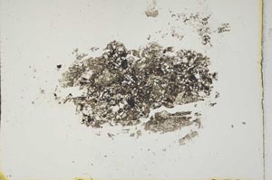 Plane Polarized, S16849
