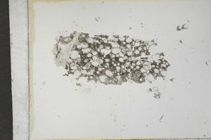 Plane Polarized, S16854