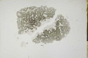 Plane Polarized, S16858