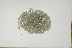 Plane Polarized, S16859