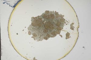 Plane Polarized, S16862