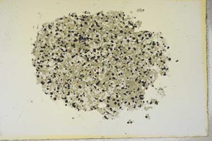 Plane Polarized, S16863