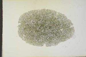 Plane Polarized, S16865