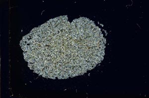 Cross Polarized, S16866