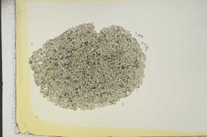 Plane Polarized, S16866