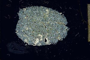 Cross Polarized, S16868