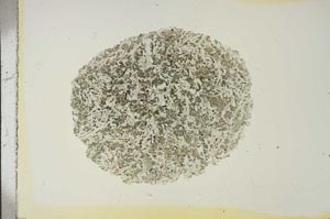 Plane Polarized, S16869