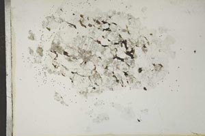Plane Polarized, S16935