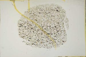 Plane Polarized, S16936