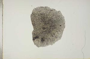 Plane Polarized, S16944