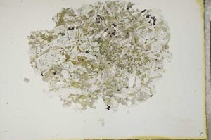 Plane Polarized, S16958