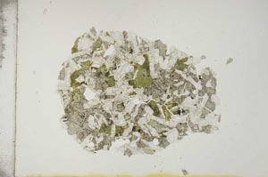 Plane Polarized, S16959