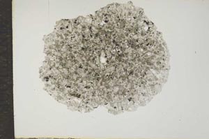 Plane Polarized, S16962