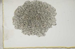 Plane Polarized, S16965