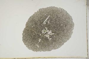Plane Polarized, S16966